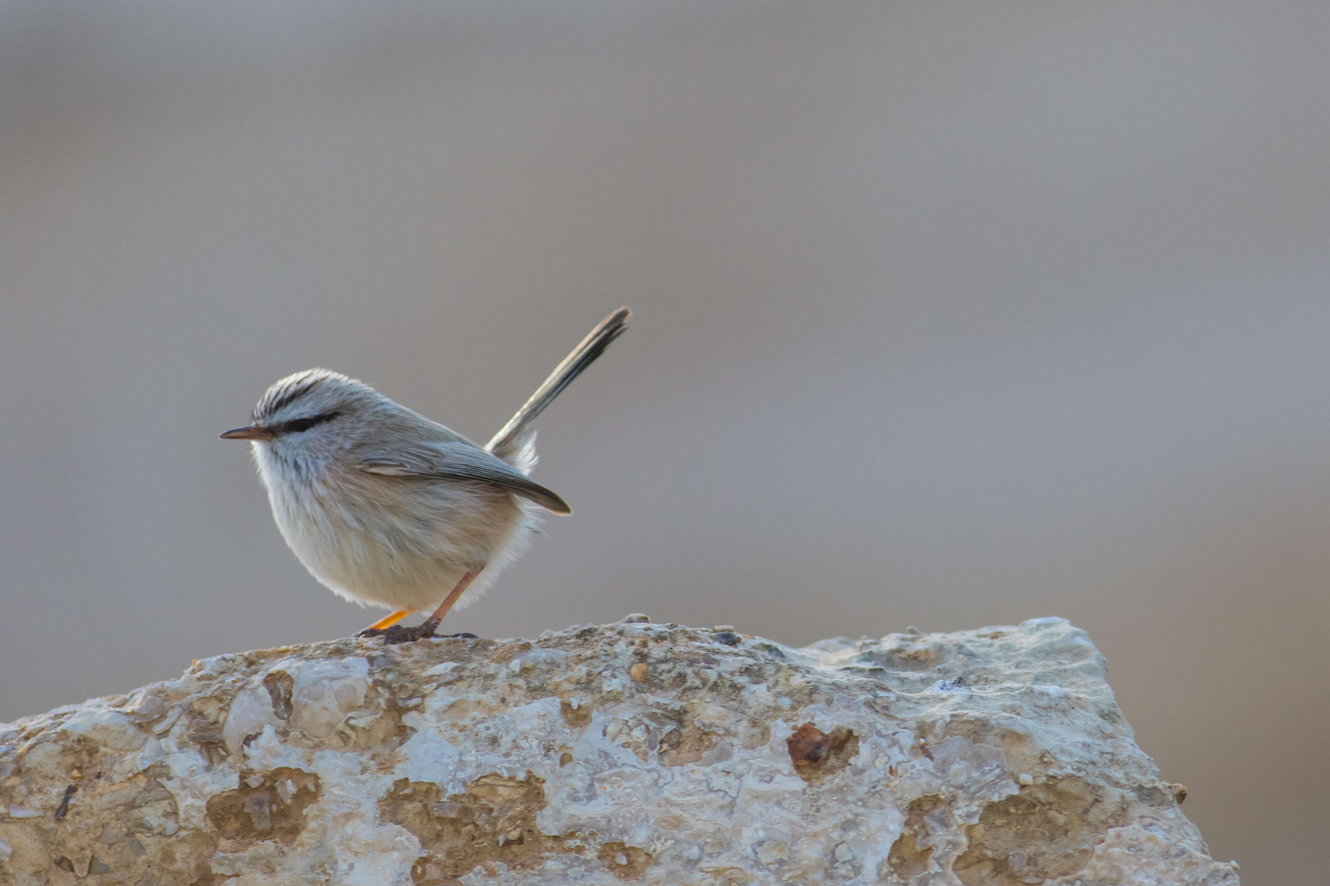 Image de Scotocercidae