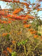 Image de Combretum paniculatum Vent.