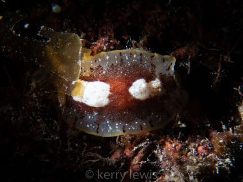 Image of Aphelodoris antillensis Bergh 1879