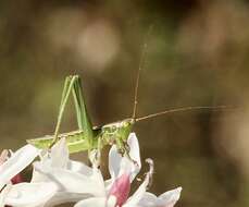 Image de Metaballus sagaeformis Herman 1874