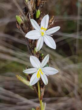 Image of Chlorophytum cooperi (Baker) Nordal