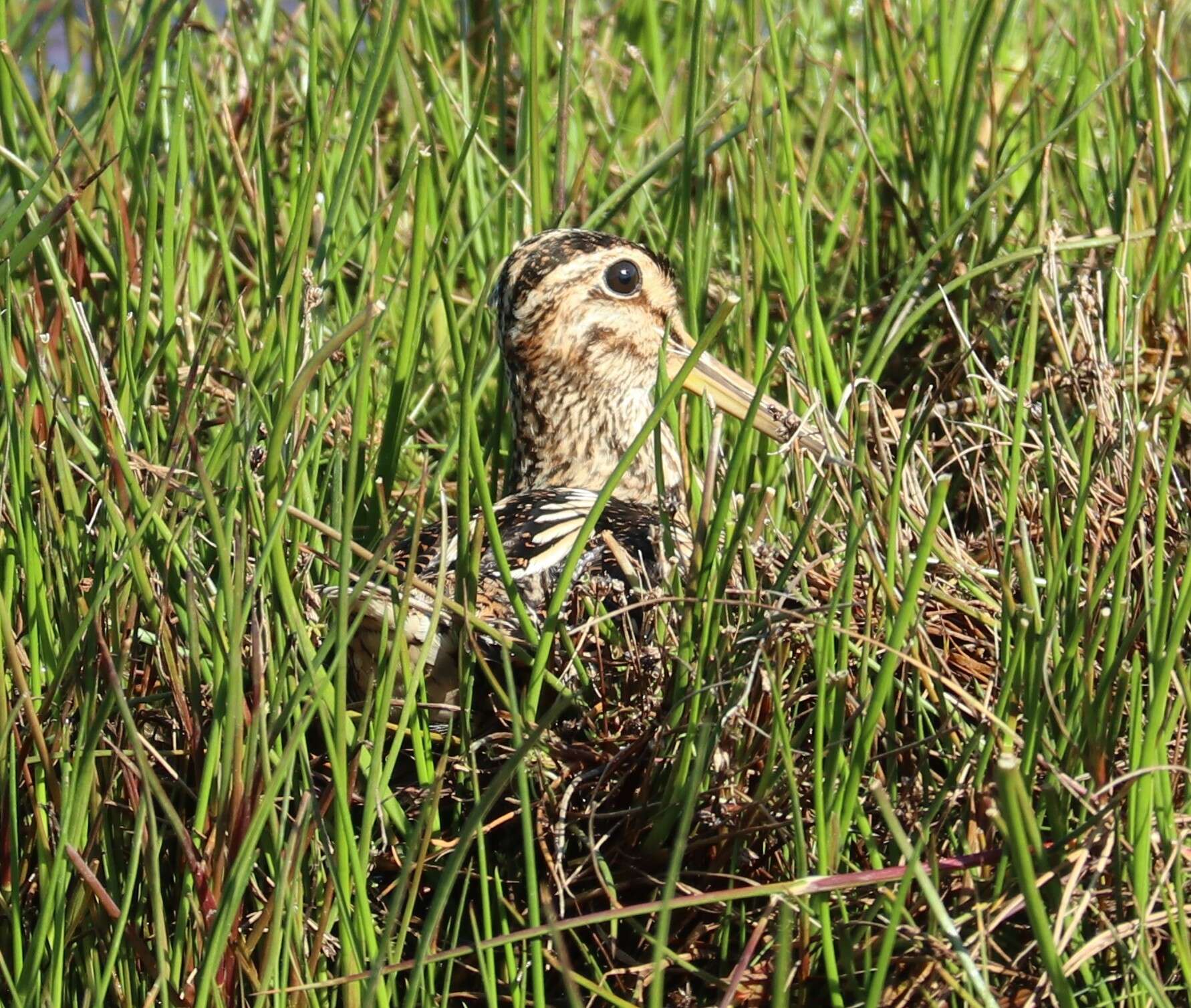 Image de Gallinago magellanica