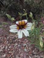 Image of salpiglossis