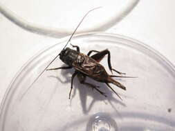 Image of Variable Field Cricket