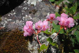 Image of Begonia micranthera Griseb.