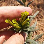 Plancia ëd Lithospermum strictum Lehm.