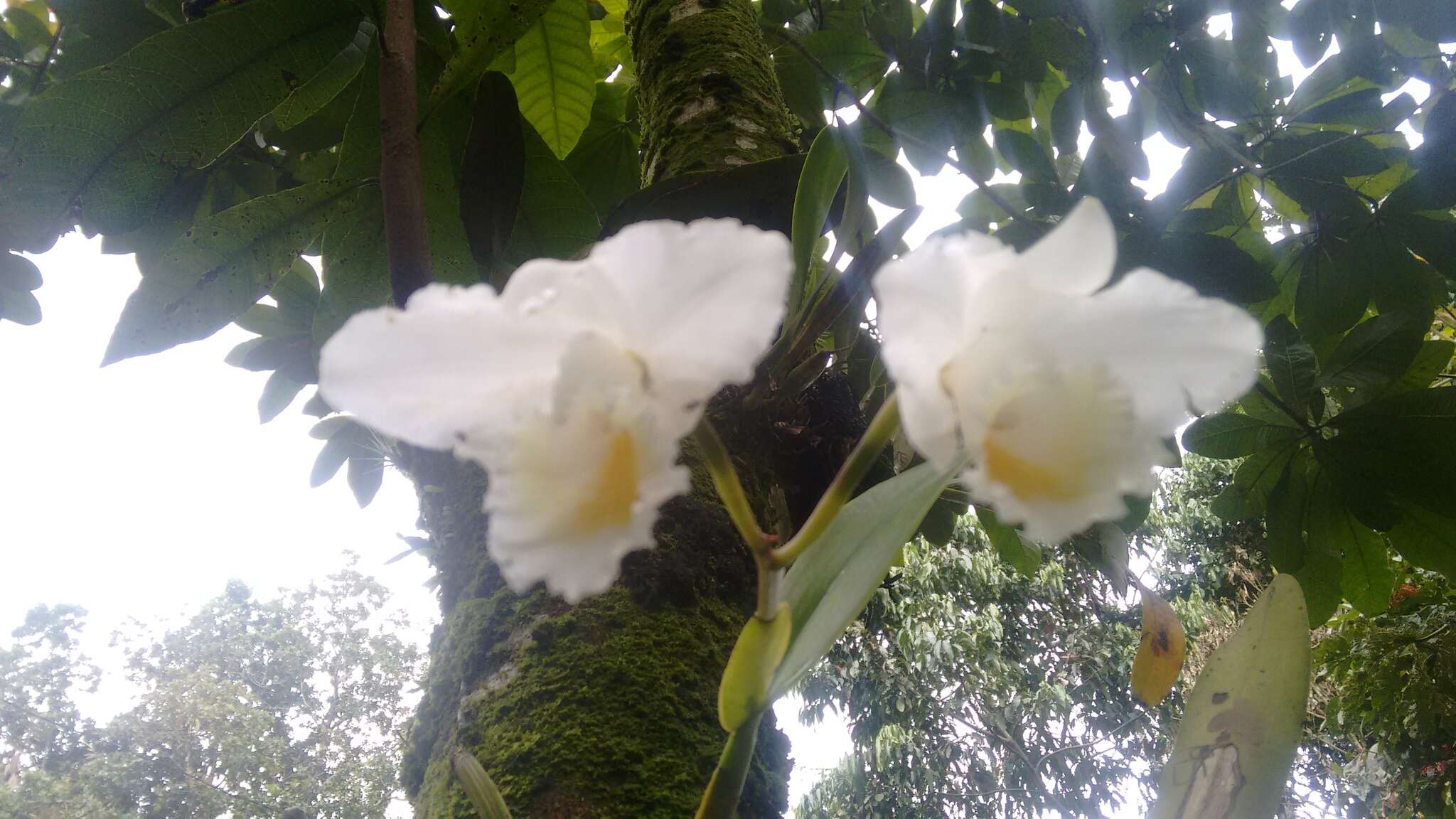 Imagem de Cattleya quadricolor B. S. Williams