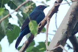 Image of fairy-bluebirds