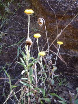 Image of Yellow Button