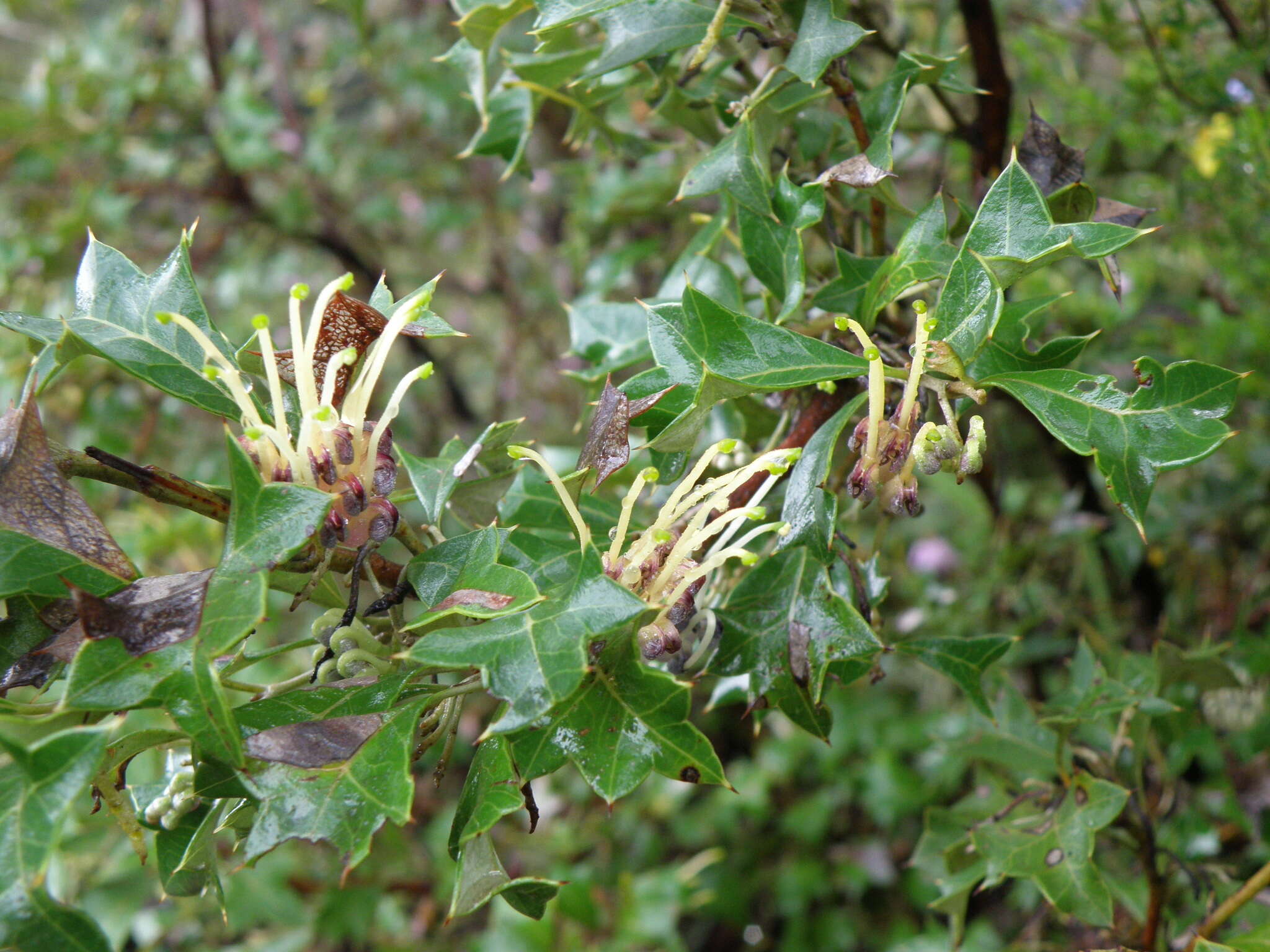 Image of Grevillea dilatata (R. Br.) Downing