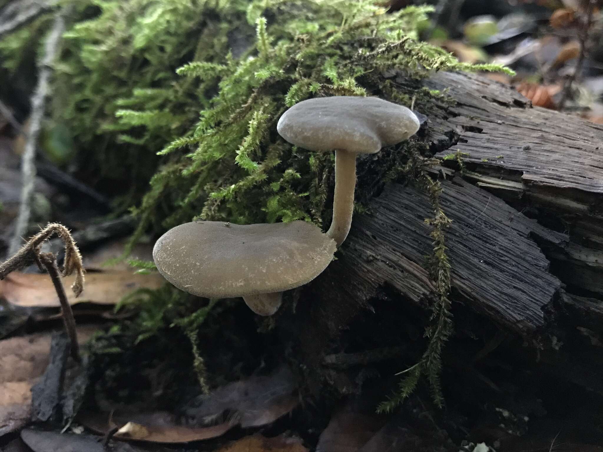 Imagem de Simocybe sumptuosa (P. D. Orton) Singer 1962