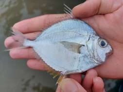 Image of Common Ponyfish