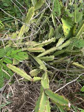 Image de <i>Rhipsalis triangularis</i>