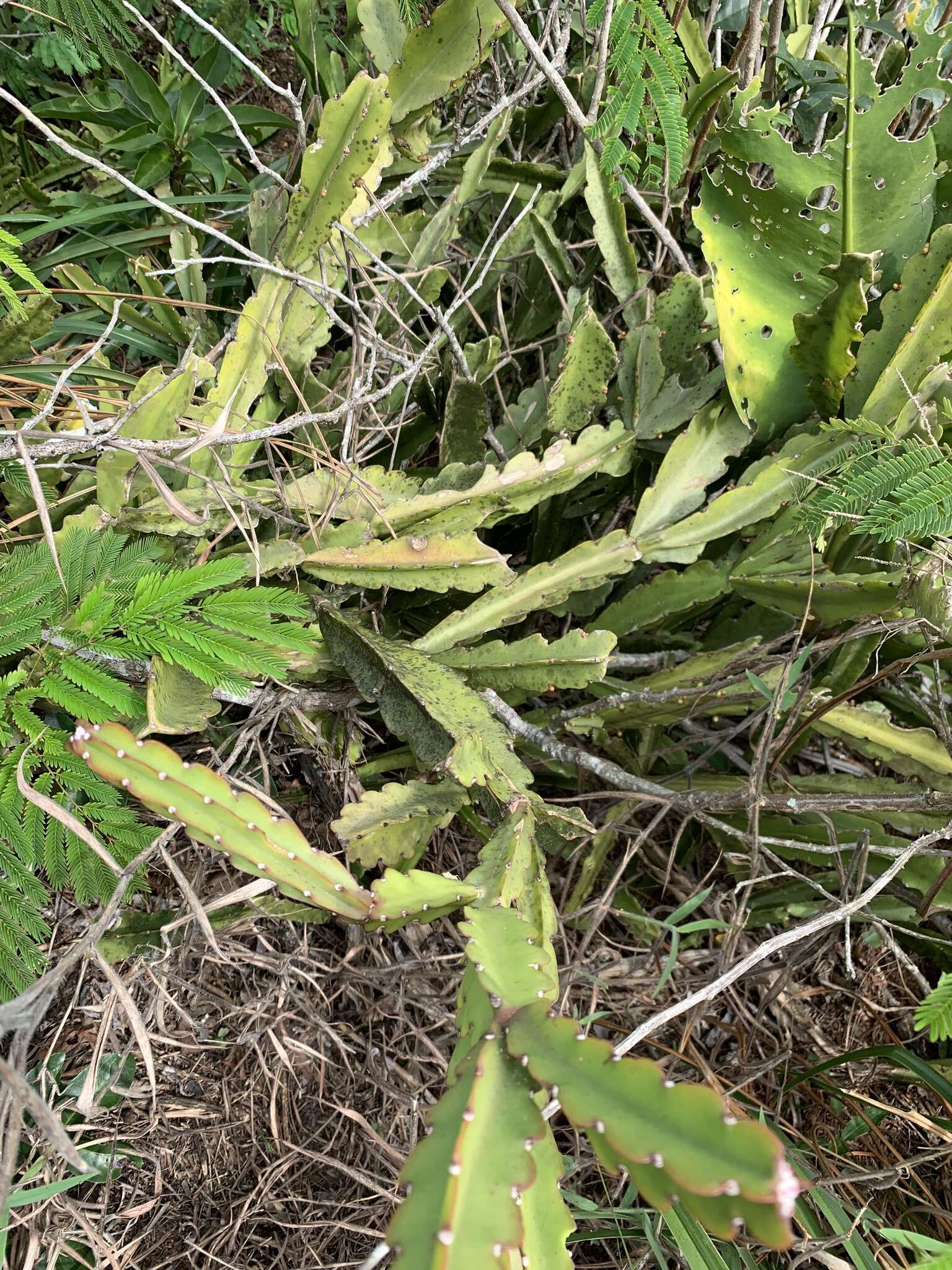 Image of <i>Rhipsalis triangularis</i>