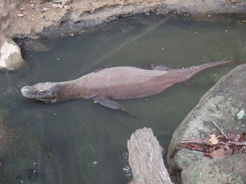 Image of Komodo Dragon