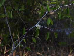 صورة Prunus geniculata Harper