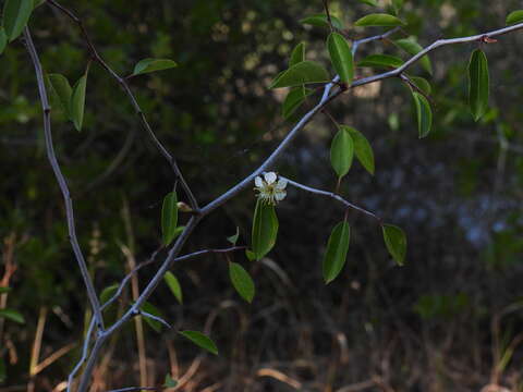 Image of scrub plum