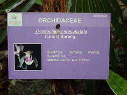 Oeceoclades maculata (Lindl.) Lindl. resmi