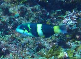 Thalassoma nigrofasciatum Randall 2003 resmi