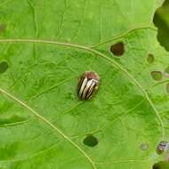 Image de Agroiconota tristriata (Fabricius 1792)