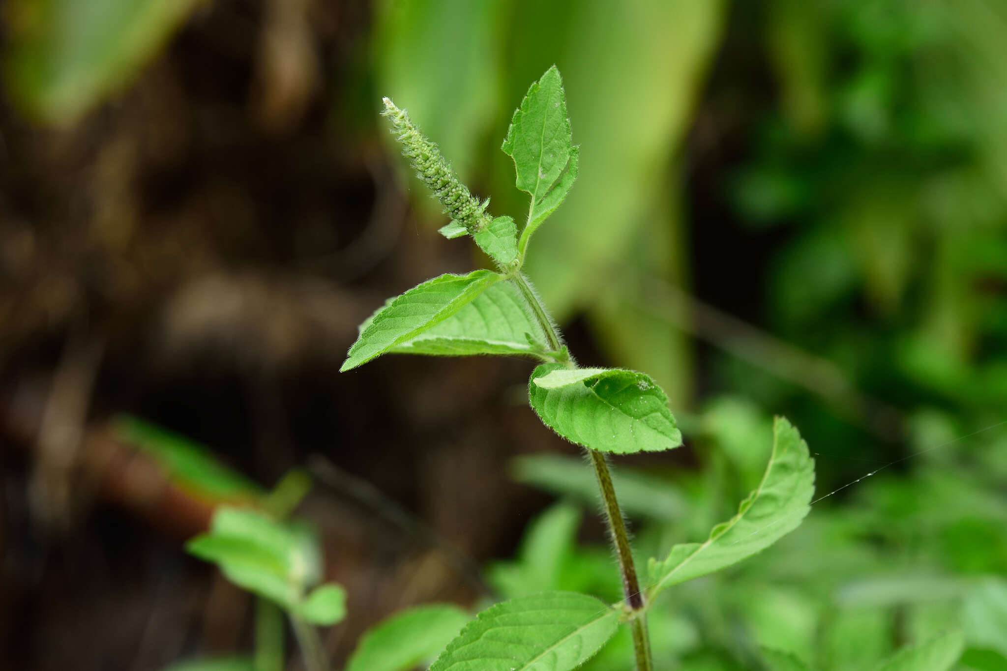 Слика од Pogostemon auricularius (L.) Hassk.