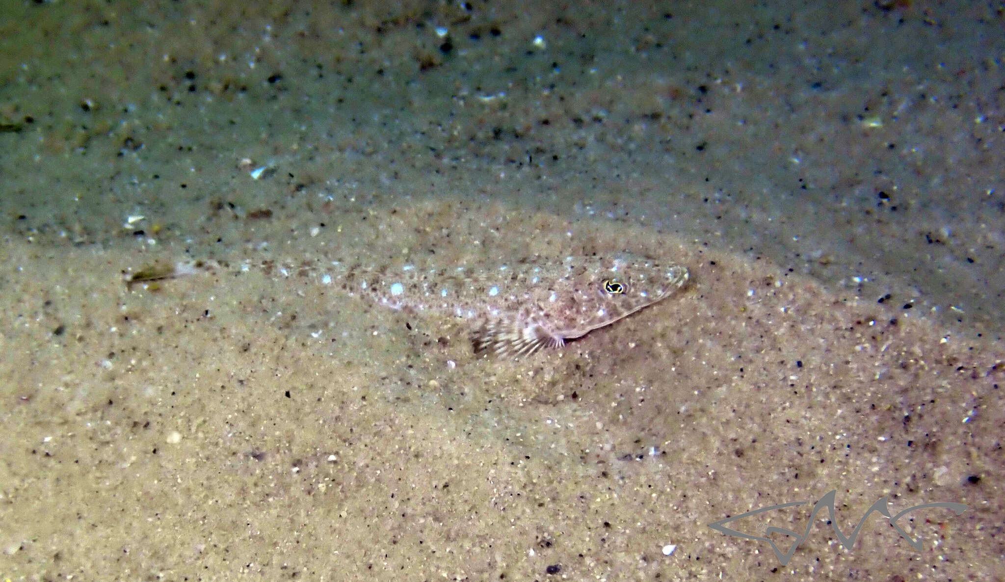 Image of Blue-spotted flathead