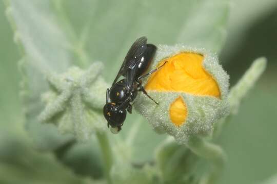 Image of Anthricinan yellow-faced bee