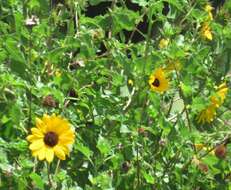 Image of cucumberleaf sunflower