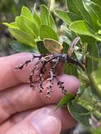 Слика од Arctostaphylos crustacea subsp. subcordata (Eastw.) V. T. Parker, M. C. Vasey & J. E. Keeley