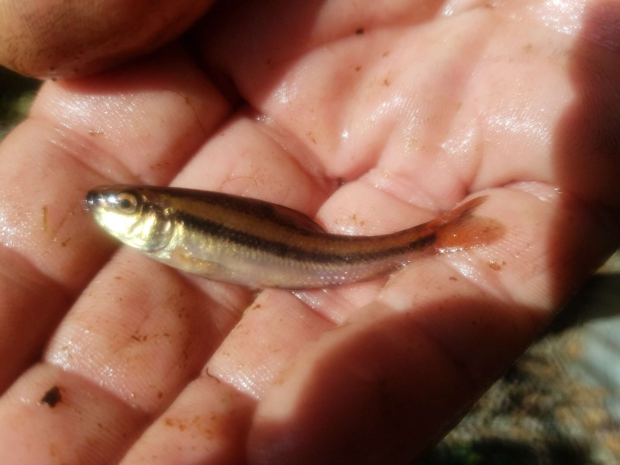 Image of Eastern Creek Chubsucker