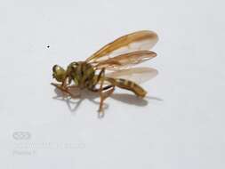 Image of Papaya Fruit Fly