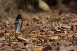 Image of Egyptian Cobra