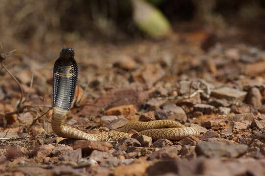 Image of Egyptian Cobra