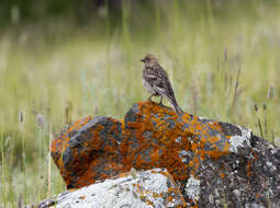 Image of Plain Mountain Finch