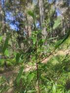 Image of Santalum obtusifolium R. Br.