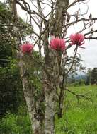 Слика од Erythrina peruviana Krukoff