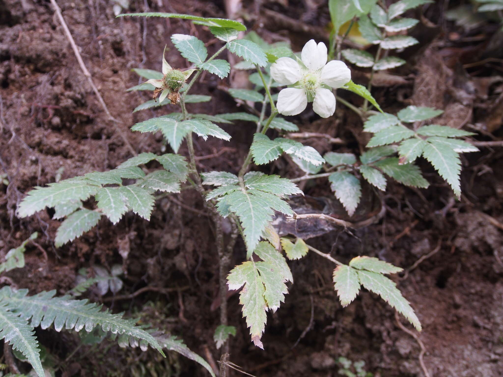 Plancia ëd Rubus rosifolius Smith