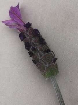 Image of Lavandula pedunculata subsp. sampaiana (Rozeira) Franco