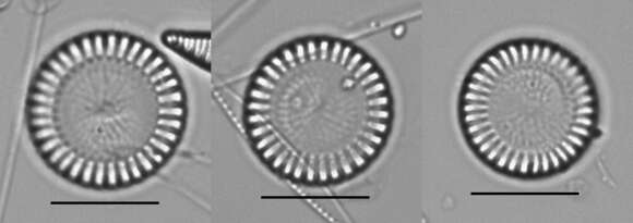 Image of Cyclotella meneghiniana