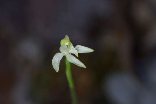 Image of Caladenia nothofageti D. L. Jones, Molloy & M. A. Clem.