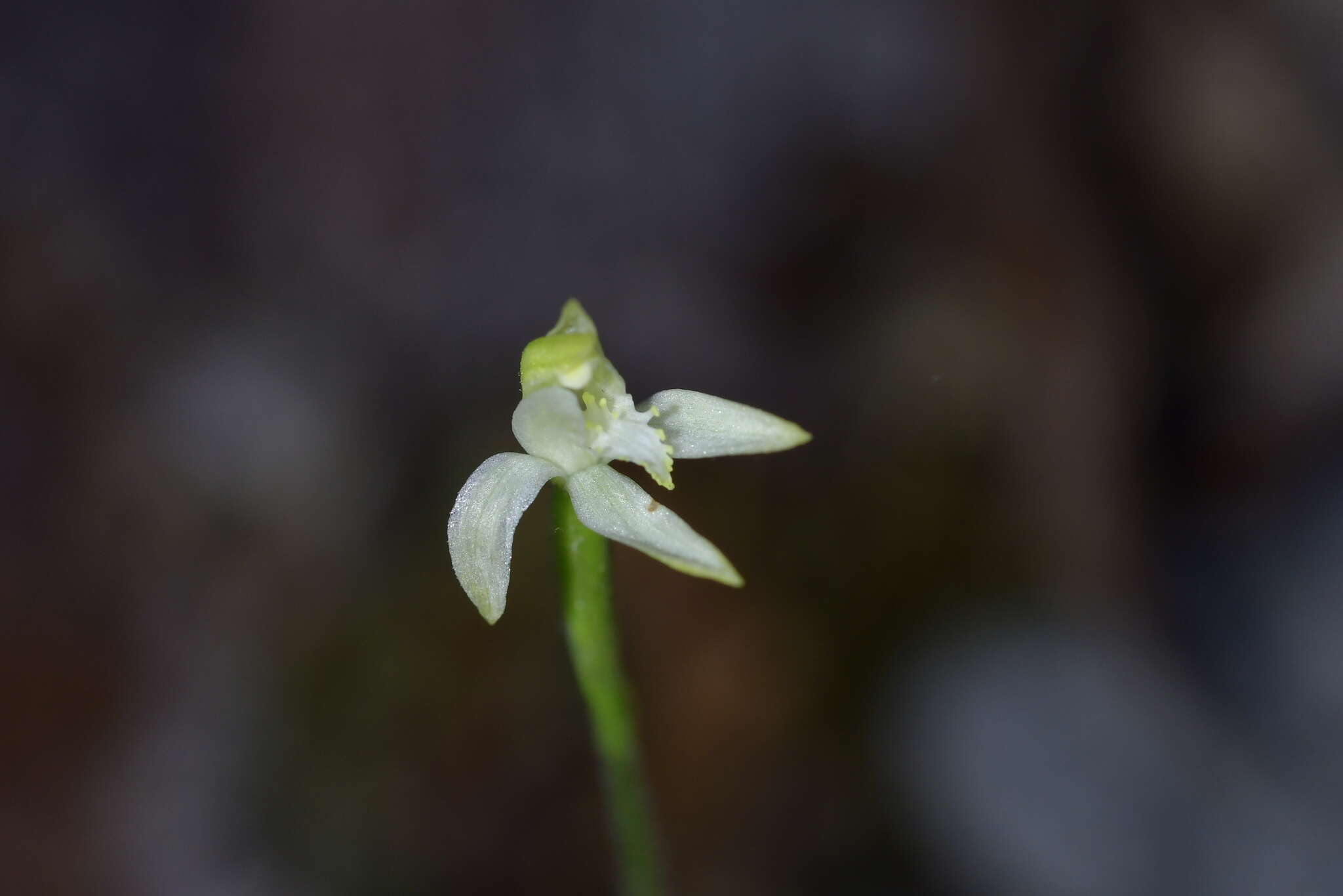 Caladenia nothofageti D. L. Jones, Molloy & M. A. Clem.的圖片