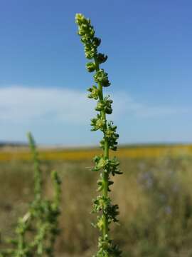 Image of Beta vulgaris subsp. vulgaris Altissima