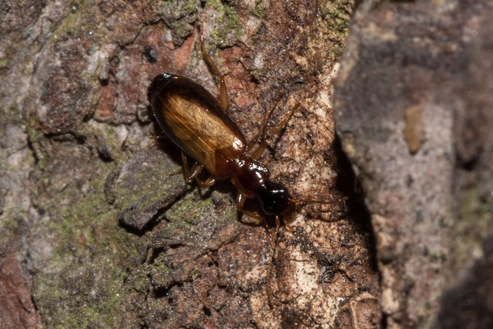 Image of Dromius (Dromius) schneideri Crotch 1871