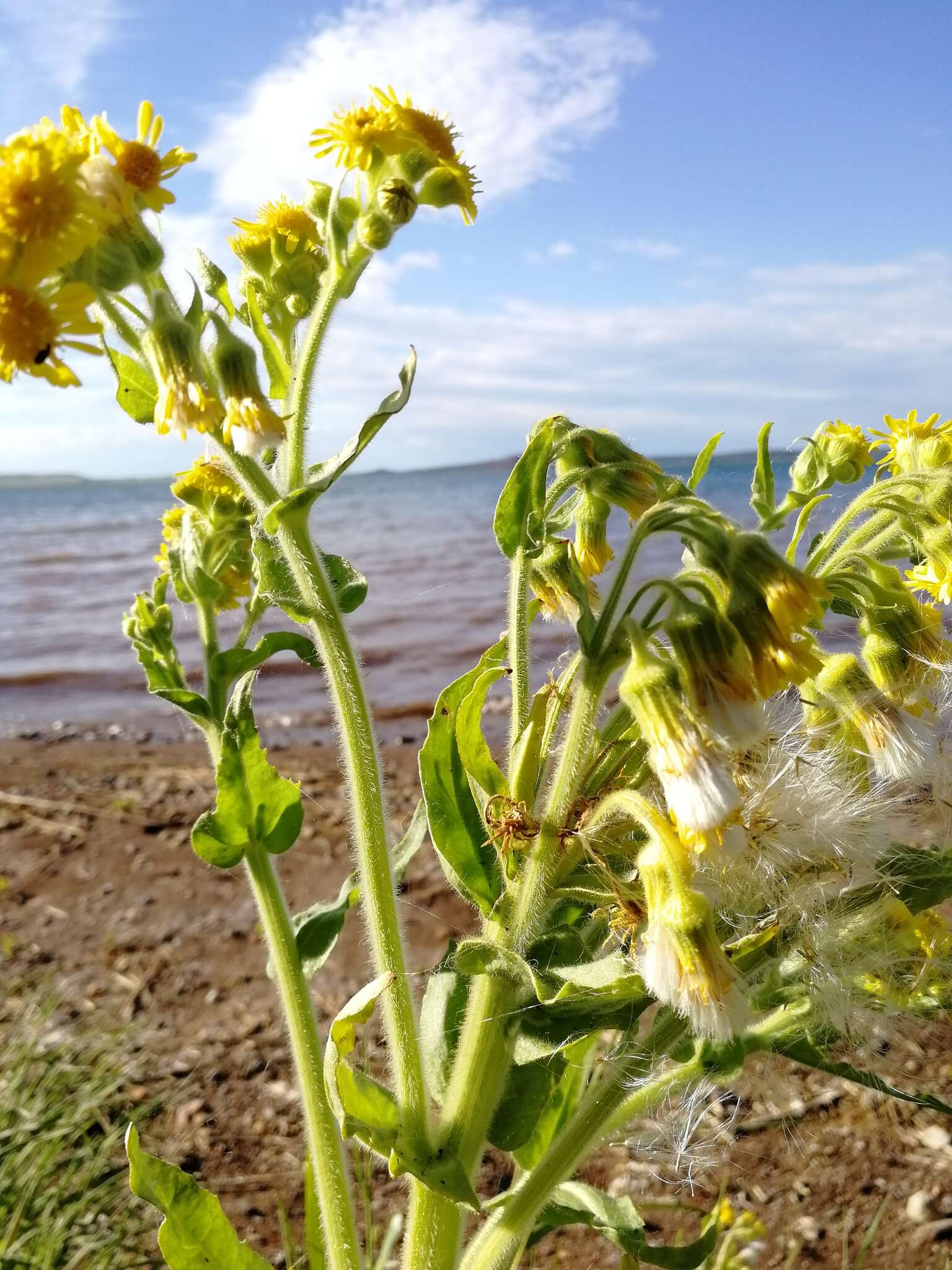 Image de Tephroseris palustris