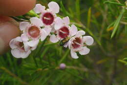 Image of Diphucrania viridipurpurea (Carter 1924)