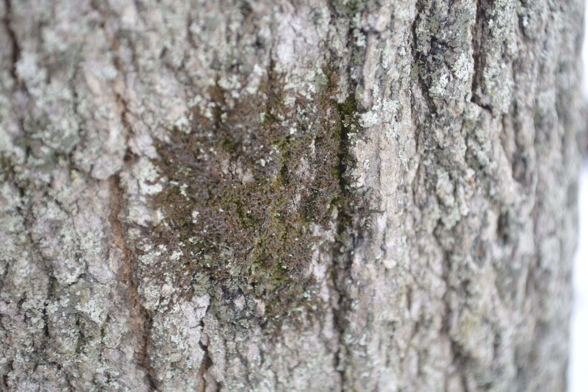 Image of Frullania eboracensis Lehm.