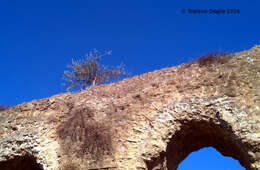 Plancia ëd Olea europaea L.