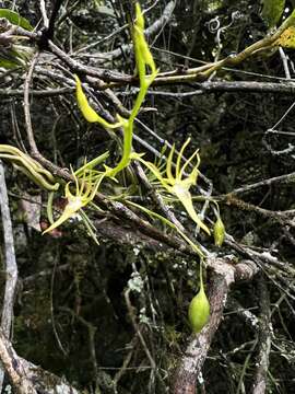 Image de Hofmeisterella eumicroscopica (Rchb. fil.) Rchb. fil.