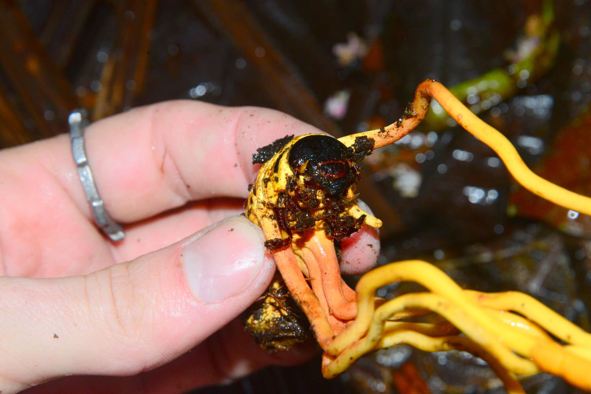 Plancia ëd Ophiocordyceps melolonthae (Tul. & C. Tul.) G. H. Sung, J. M. Sung, Hywel-Jones & Spatafora 2007