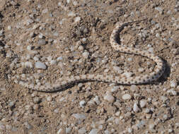 Image of Dwarf Beaked Snake